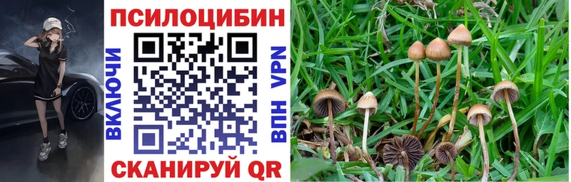 закладка  Чусовой  Галлюциногенные грибы Psilocybine cubensis 